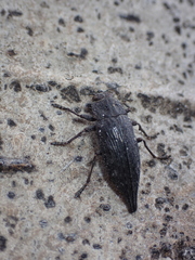 Dicerca tenebrica