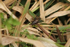 Allonemobius fasciatus
