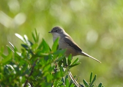 Curruca iberiae