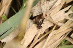 Allonemobius fasciatus