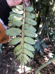 Weinmannia pubescens