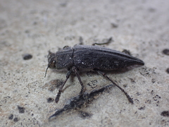 Dicerca tenebrica