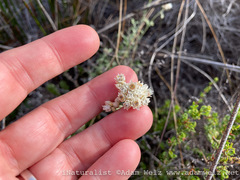 Helichrysum teretifolium