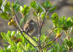Curruca iberiae