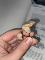 Panaeolus papilionaceus