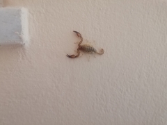 Euscorpius candiota
