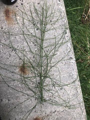 Equisetum fluviatile
