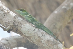 Anolis equestris