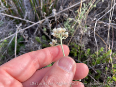 Helichrysum teretifolium