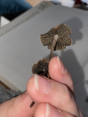 Panaeolus papilionaceus