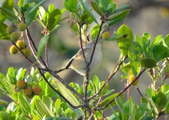 Curruca iberiae