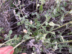 Helichrysum teretifolium
