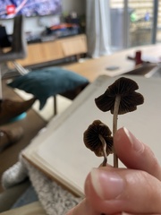 Panaeolus papilionaceus