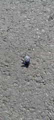 Xylocopa violacea