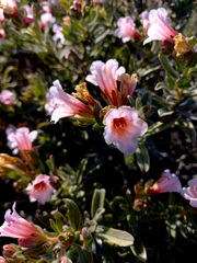 Lobostemon fruticosus