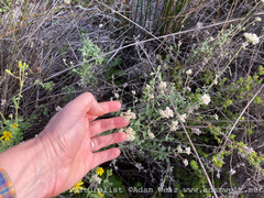 Helichrysum teretifolium