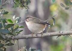 Curruca iberiae