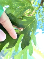 Druon quercusflocci