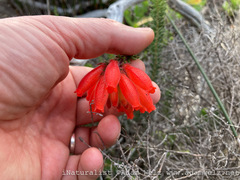 Erica cerinthoides