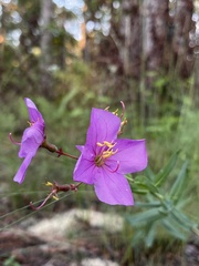 Rhexia alifanus