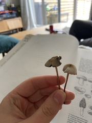 Panaeolus papilionaceus
