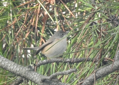 Curruca iberiae