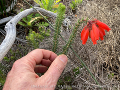Erica cerinthoides