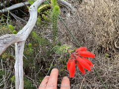 Erica cerinthoides