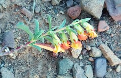 Hermannia diversistipula