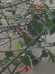 Aves
