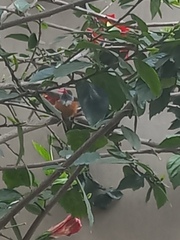 Aves