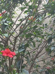 Aves