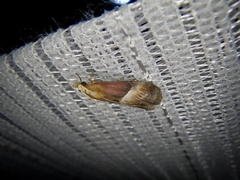 Etielloides bipartitellus