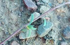 Hermannia diversistipula