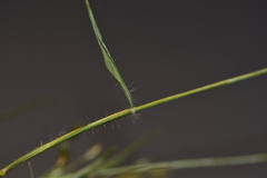 Eragrostis minor