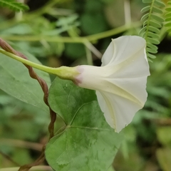 Ipomoea obscura