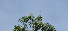 Amazona albifrons