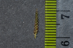 Eragrostis minor