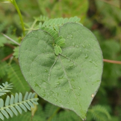 Ipomoea obscura