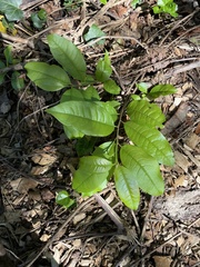 Oxydendrum arboreum