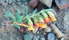 Hermannia diversistipula