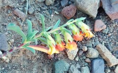 Hermannia diversistipula