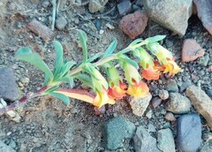 Hermannia diversistipula