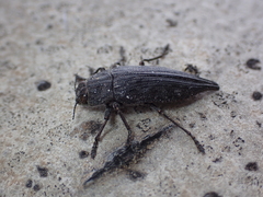 Dicerca tenebrica