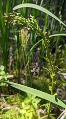Lactuca biennis