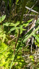 Lactuca biennis