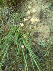 Spergula morisonii