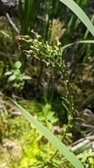 Lactuca biennis