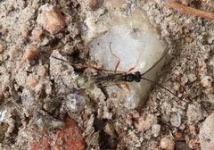 Pimpla rufipes