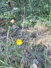 Bradburia pilosa